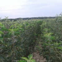 Baumschule Setzlinge von Obst-Apfel Birne Pflaume Süßkirsche Polen